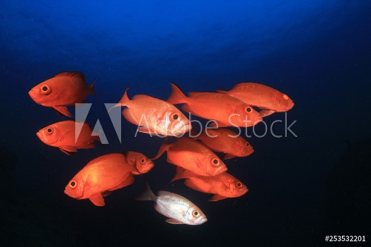 Picture of Coral reef and fish in ocean 